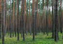 Jesień w lesie. Policja przypomina, jak bezpiecznie wybrać się na grzyby i spacer