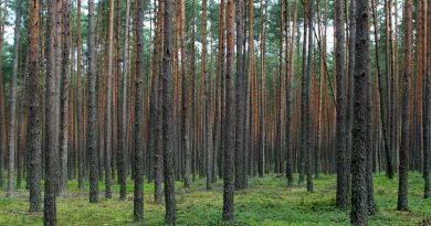 Jesień w lesie. Policja przypomina, jak bezpiecznie wybrać się na grzyby i spacer