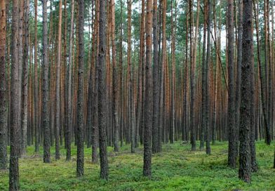 Jesień w lesie. Policja przypomina, jak bezpiecznie wybrać się na grzyby i spacer