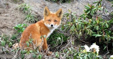 Wiosenna akcja szczepienia lisów na Podkarpaciu – ważne informacje dla mieszkańców