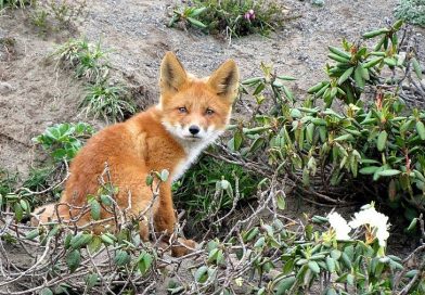 Wiosenna akcja szczepienia lisów na Podkarpaciu – ważne informacje dla mieszkańców