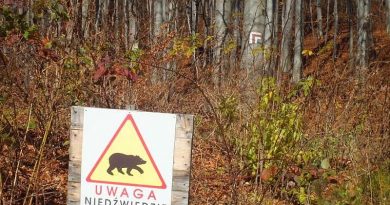 Tragiczna śmierć kobiety w Płonnej. Prokuratura bada okoliczności ataku niedźwiedzia