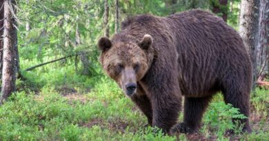 Tragiczna śmierć w Płonnej. Wszystko wskazuje na atak niedźwiedzia