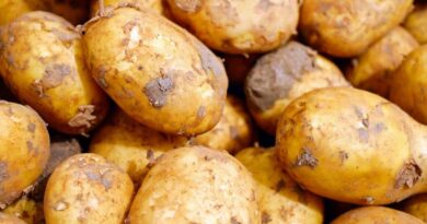 GIS ostrzega! Ziemniaki z Lidla wycofane z obrotu