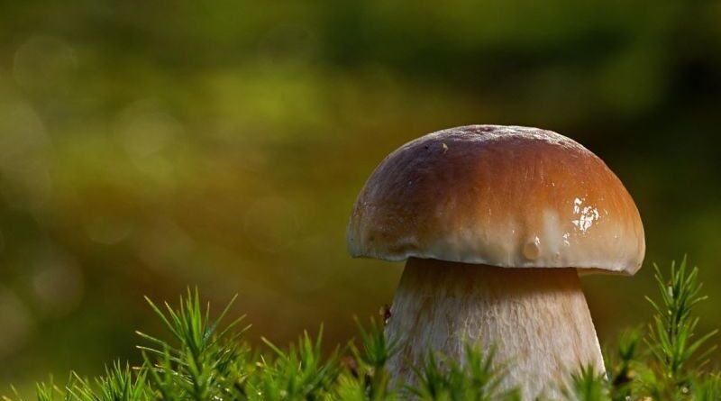 Grzybobranie z rozwagą – jak nie zgubić się w lesie