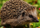 Dzień Dzikiej Fauny, Flory i Naturalnych Siedlisk. Sprawdź, jak możesz pomóc naturze