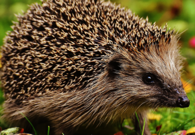 Dzień Dzikiej Fauny, Flory i Naturalnych Siedlisk. Sprawdź, jak możesz pomóc naturze