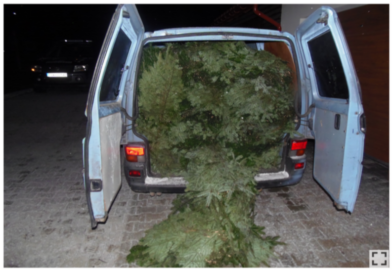 Leśnicy na straży stroiszu – startuje coroczna akcja w Lasach Państwowych