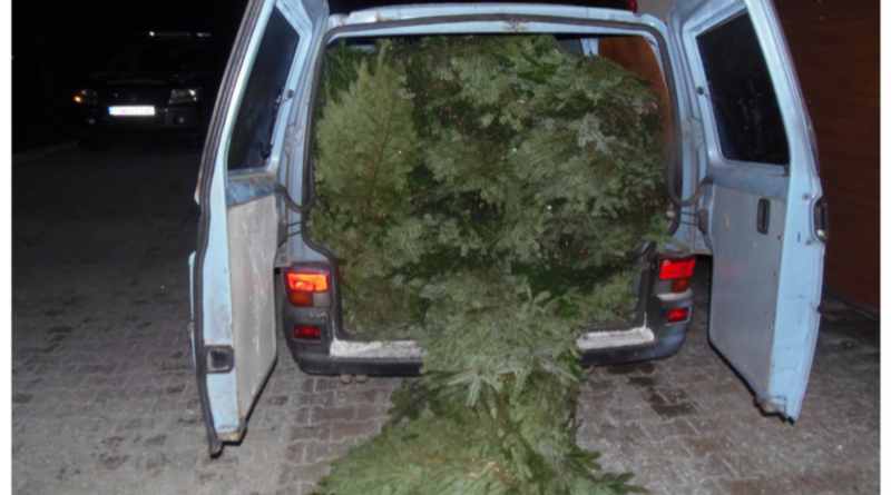 Leśnicy na straży stroiszu – startuje coroczna akcja w Lasach Państwowych