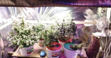 Kryminalni z Ustrzyk Dolnych zlikwidowali plantację konopi. 50-latek zatrzymany i objęty dozorem