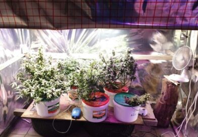 Kryminalni z Ustrzyk Dolnych zlikwidowali plantację konopi. 50-latek zatrzymany i objęty dozorem