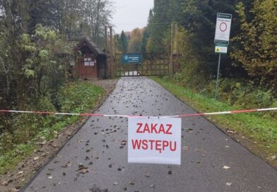 Gruźlica u żubrów w Mucznem – osiem potwierdzonych przypadków