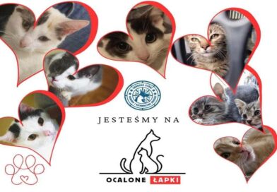 Pomaganie bezdomnym zwierzętom jest dziś jeszcze prostsze. Sanocka Straż Ochrony i Ratownictwa Zwierząt dołączyła do platformy OcaloneŁapki