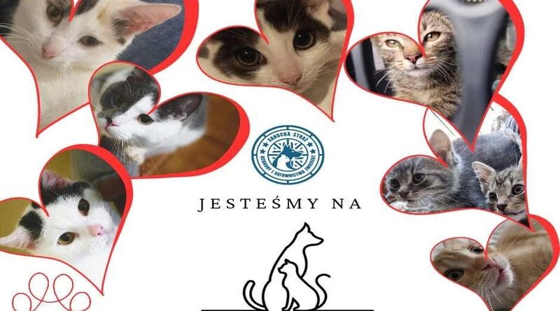 Pomaganie bezdomnym zwierzętom jest dziś jeszcze prostsze. Sanocka Straż Ochrony i Ratownictwa Zwierząt dołączyła do platformy OcaloneŁapki