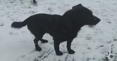 Poszukiwany właściciel psa znalezionego w Golcowej