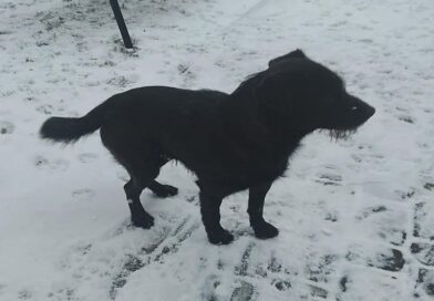 Poszukiwany właściciel psa znalezionego w Golcowej