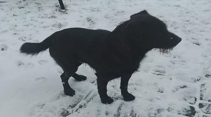 Poszukiwany właściciel psa znalezionego w Golcowej