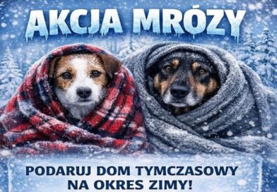 Zimowe mrozy zagrażają zwierzętom w schronisku. „Wesoły Kundelek” apeluje o pomoc