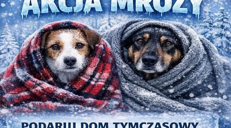 Zimowe mrozy zagrażają zwierzętom w schronisku. „Wesoły Kundelek” apeluje o pomoc