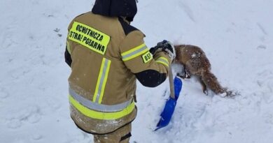 Strażacy z Iwonicza uratowali lisa uwięzionego w lodowatej rzece