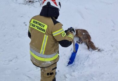 Strażacy z Iwonicza uratowali lisa uwięzionego w lodowatej rzece