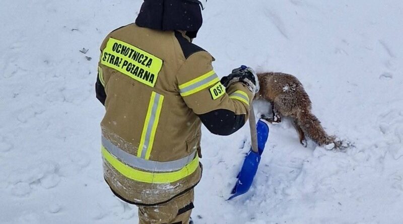 Strażacy z Iwonicza uratowali lisa uwięzionego w lodowatej rzece