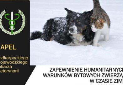 Mróz zagraża życiu zwierząt. Lekarz weterynarii przypomina o obowiązkach właścicieli