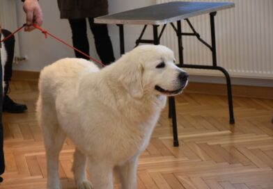 Podaj łapę – wyjątkowe spotkanie z psami terapeutami w brzozowskim muzeum