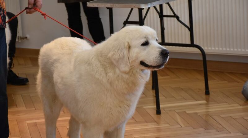 Podaj łapę – wyjątkowe spotkanie z psami terapeutami w brzozowskim muzeum