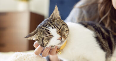 Dzień Kota: 5 faktów o kotach, które mogą cię zaskoczyć