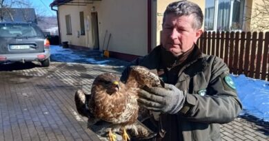 Leśnicy uratowali wyziębionego myszołowa. Ptak trafił pod opiekę specjalistów