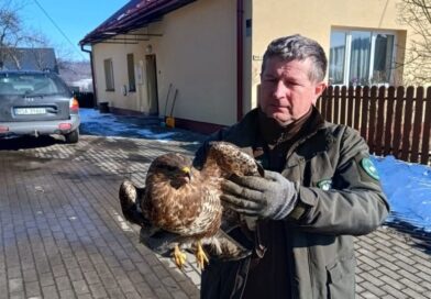 Leśnicy uratowali wyziębionego myszołowa. Ptak trafił pod opiekę specjalistów