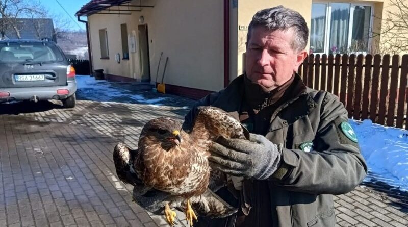 Leśnicy uratowali wyziębionego myszołowa. Ptak trafił pod opiekę specjalistów