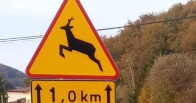 Dzika zwierzyna na drogach – kierowcy powinni zachować szczególną czujność