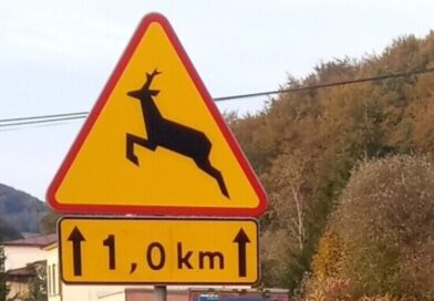 Dzika zwierzyna na drogach – kierowcy powinni zachować szczególną czujność