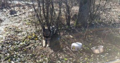 Quady w lesie i porzucony pies. Kolejne interwencje w ramach akcji „Wieniec” Quady w lesie i porzucony pies. Kolejne interwencje w ramach akcji „Wieniec”