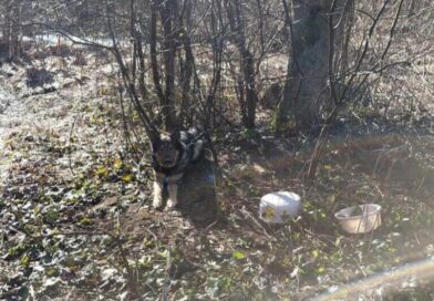 Quady w lesie i porzucony pies. Kolejne interwencje w ramach akcji „Wieniec” Quady w lesie i porzucony pies. Kolejne interwencje w ramach akcji „Wieniec”