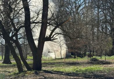 Pożar zabytkowego dębu w parku gminnym w Jasienicy Rosielnej. Interweniowali strażacy