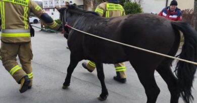 Spłoszony koń na drodze. Interweniowali strażacy z Grabownicy Starzeńskiej
