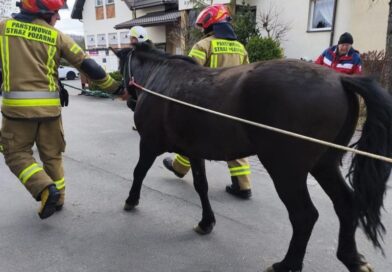 Spłoszony koń na drodze. Interweniowali strażacy z Grabownicy Starzeńskiej