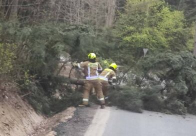 Powalone drzewa blokowały drogi. Strażacy z Izdebek interweniowali dwukrotnie jednego dnia