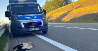 Szczęśliwy finał interwencji w Brzozowie. Ranny bocian dochodzi do zdrowia