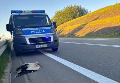 Szczęśliwy finał interwencji w Brzozowie. Ranny bocian dochodzi do zdrowia