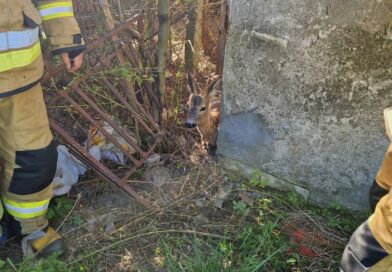 Sarna zakleszczona w ogrodzeniu. Strażacy ruszyli na pomoc