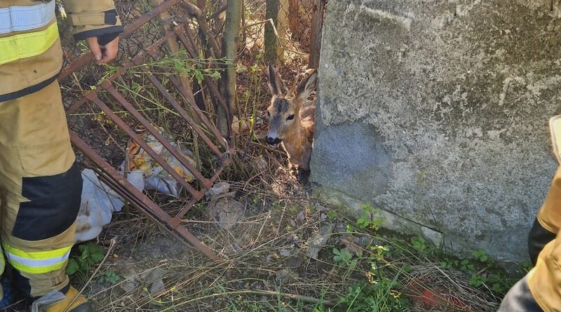 Sarna zakleszczona w ogrodzeniu. Strażacy ruszyli na pomoc
