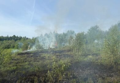 Pożar młodnika i nieużytków w Końskich. W akcji kilka jednostek straży pożarnej