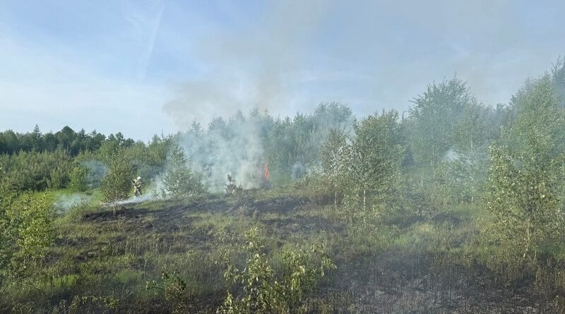 Pożar młodnika i nieużytków w Końskich. W akcji kilka jednostek straży pożarnej