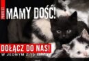 Protest przeciw bezdomności zwierząt już 9 maja. Sanocka Straż Ochrony i Ratownictwa Zwierząt apeluje: „To efekt braku działania”