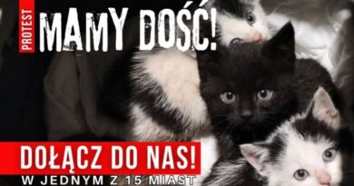 Protest przeciw bezdomności zwierząt już 9 maja. Sanocka Straż Ochrony i Ratownictwa Zwierząt apeluje: „To efekt braku działania”