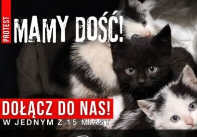 Protest przeciw bezdomności zwierząt już 9 maja. Sanocka Straż Ochrony i Ratownictwa Zwierząt apeluje: „To efekt braku działania”
